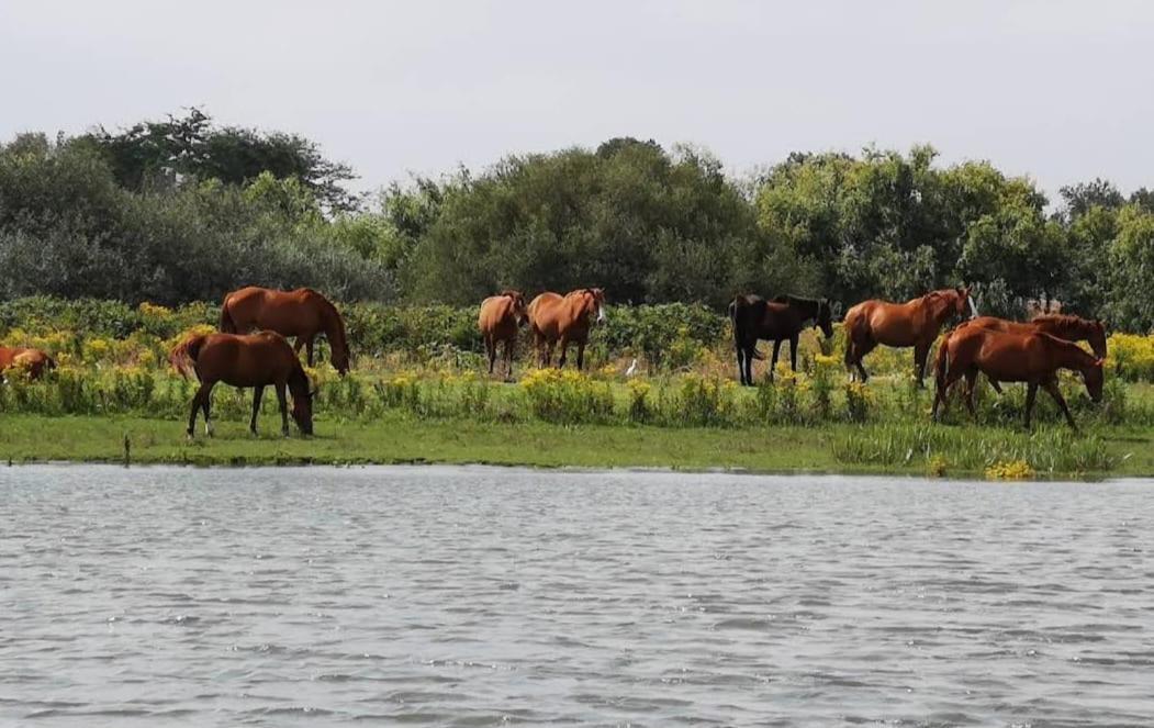 Quinta Marinhais Para Ferias No Ribatejo Exteriör bild