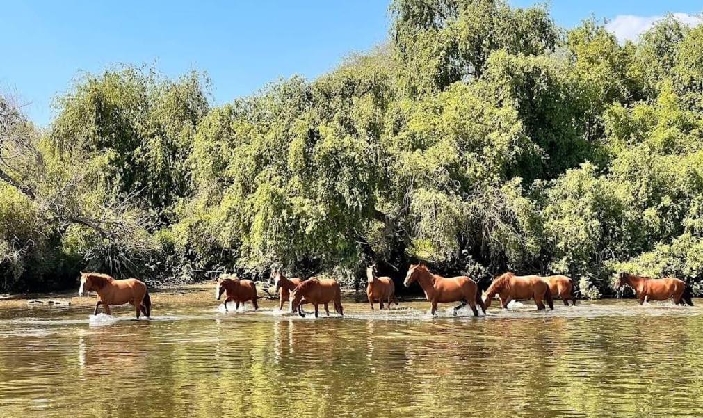 Quinta Marinhais Para Ferias No Ribatejo Exteriör bild