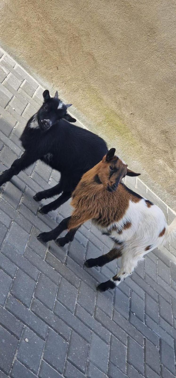 Quinta Marinhais Para Ferias No Ribatejo Exteriör bild